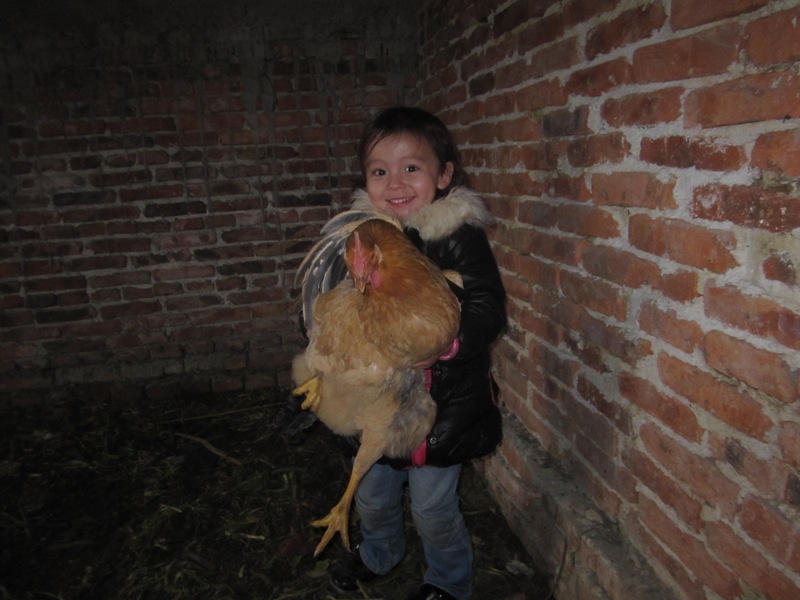 Holding the chicken